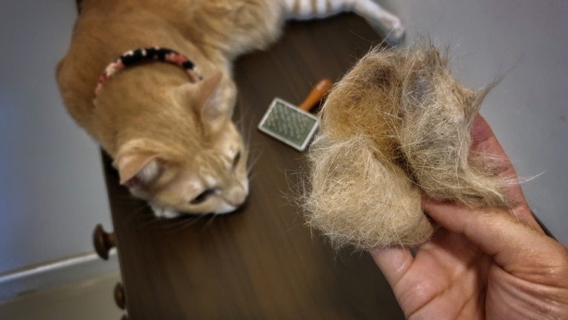 Cat after brushing fur