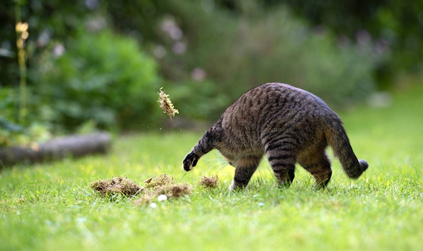 Cat digging a hole