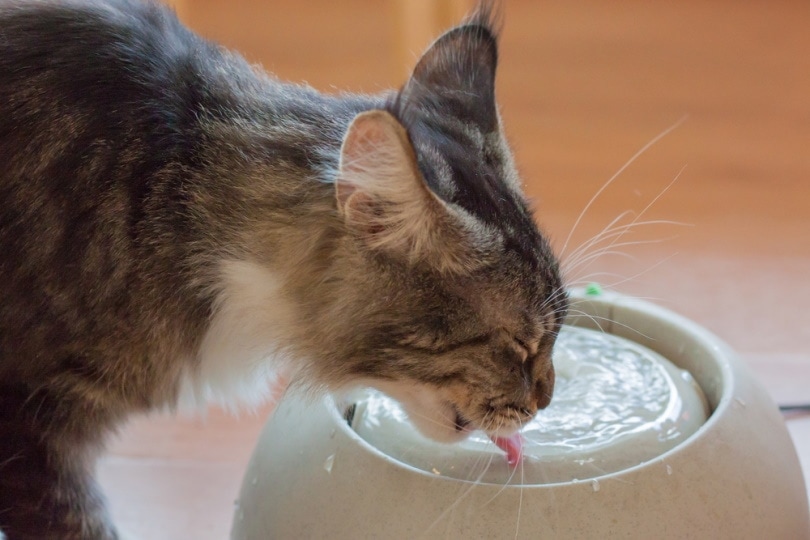 Mèo uống nước từ bát sứ