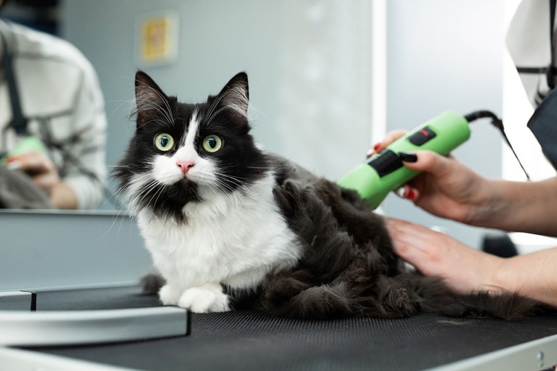 Cat grooming in pet beauty salon