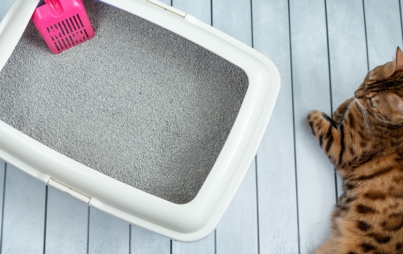 Cat lying beside litter box