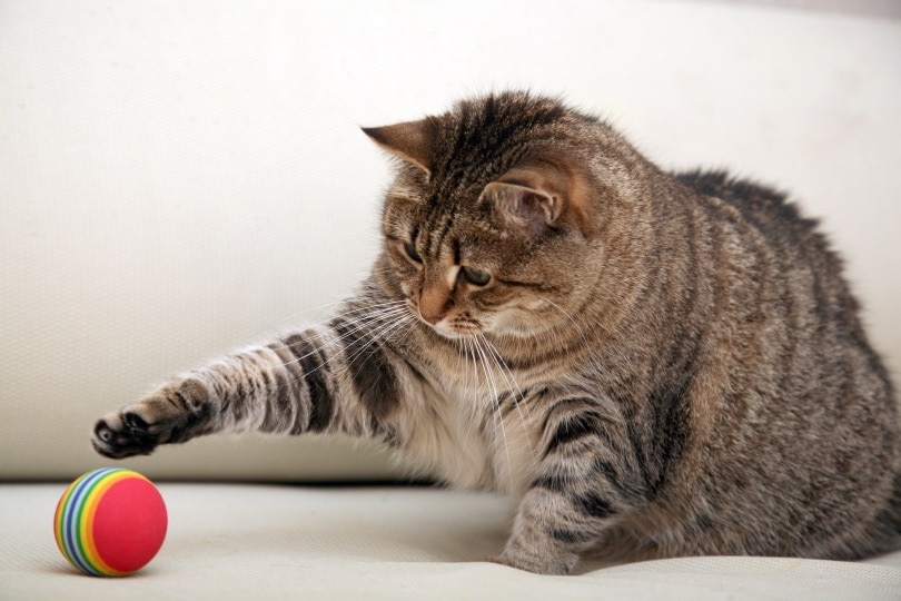 Cat playing toy
