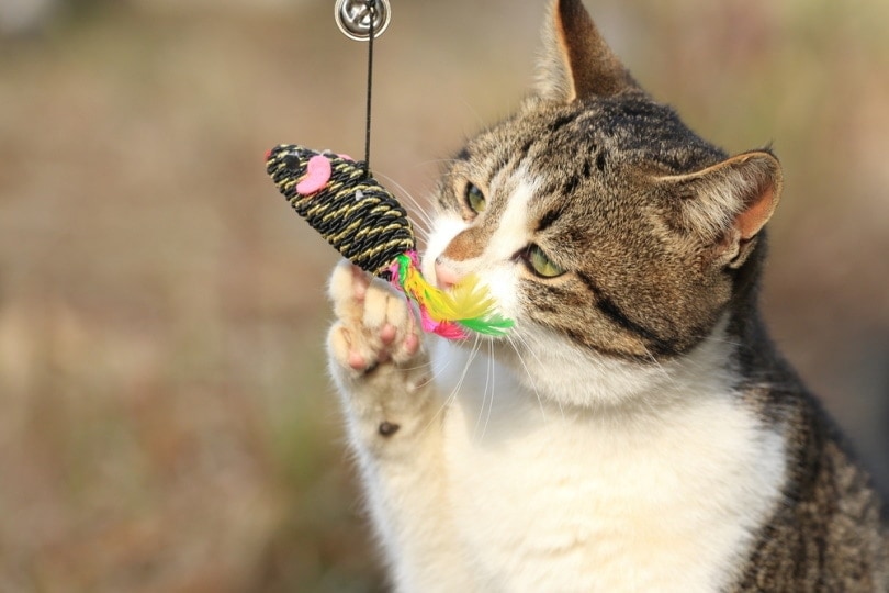 Cat playing with a cat chew toy