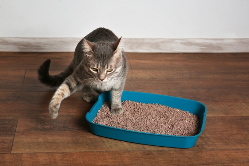 Cat using cat litter