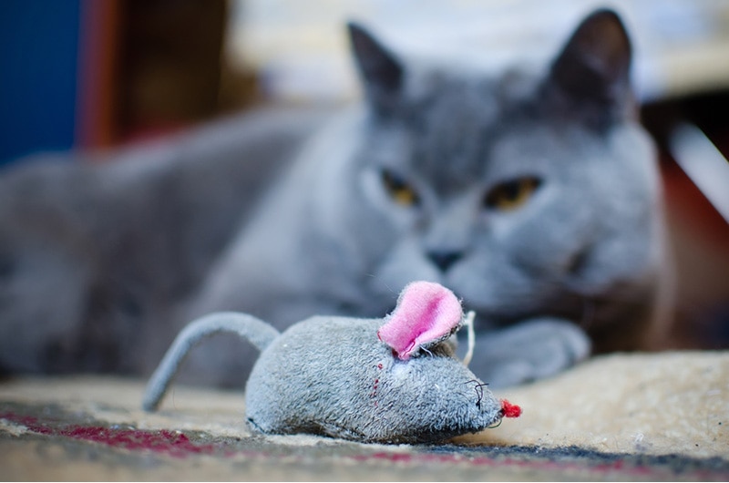 Cat with mouse toy