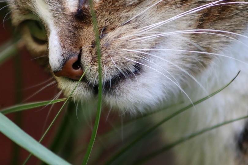 Close up of cat eating grass