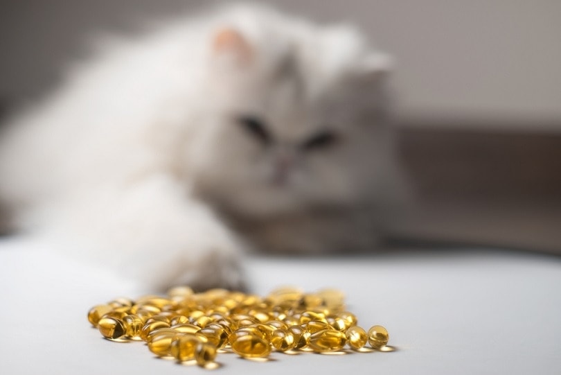 curious cat and fish oil