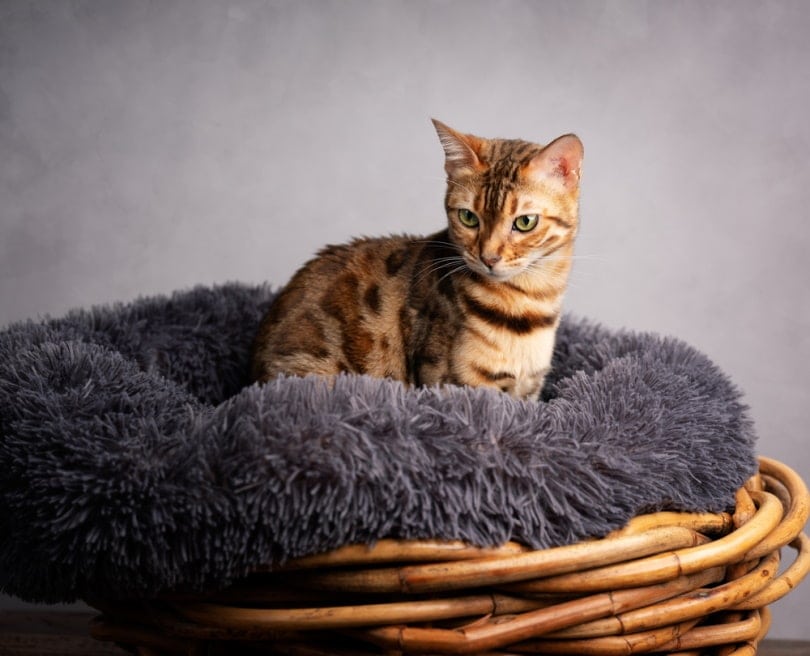 Cute cat sitting in donut cat bed