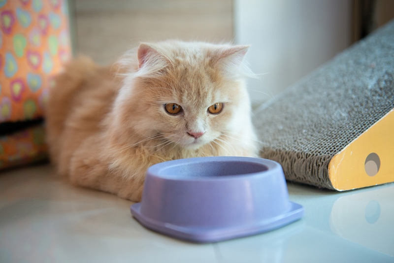 Cute cat with with empty cat food dish Cute cat with with empty cat food dish