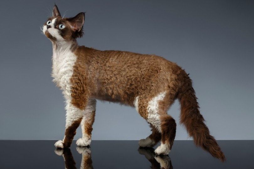 Devon Rex cat standing in gray background