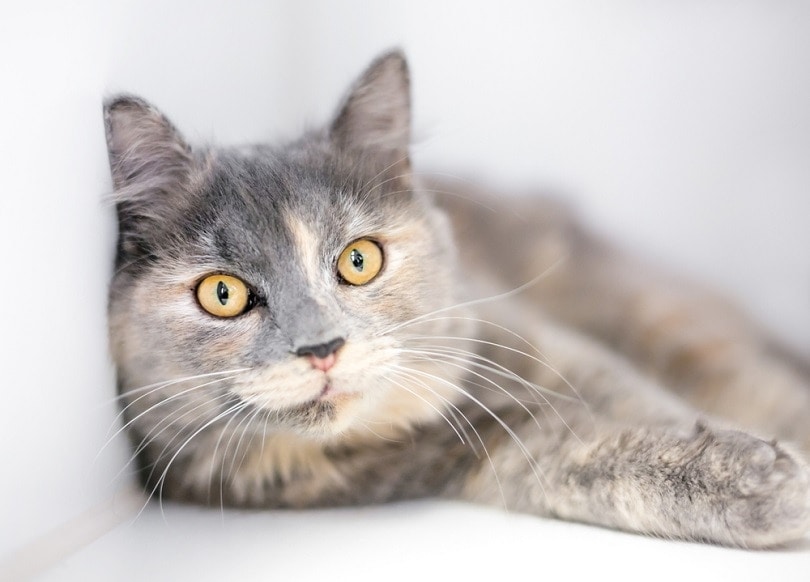 Pha loãng mèo Tortoiseshell với đôi mắt màu vàng