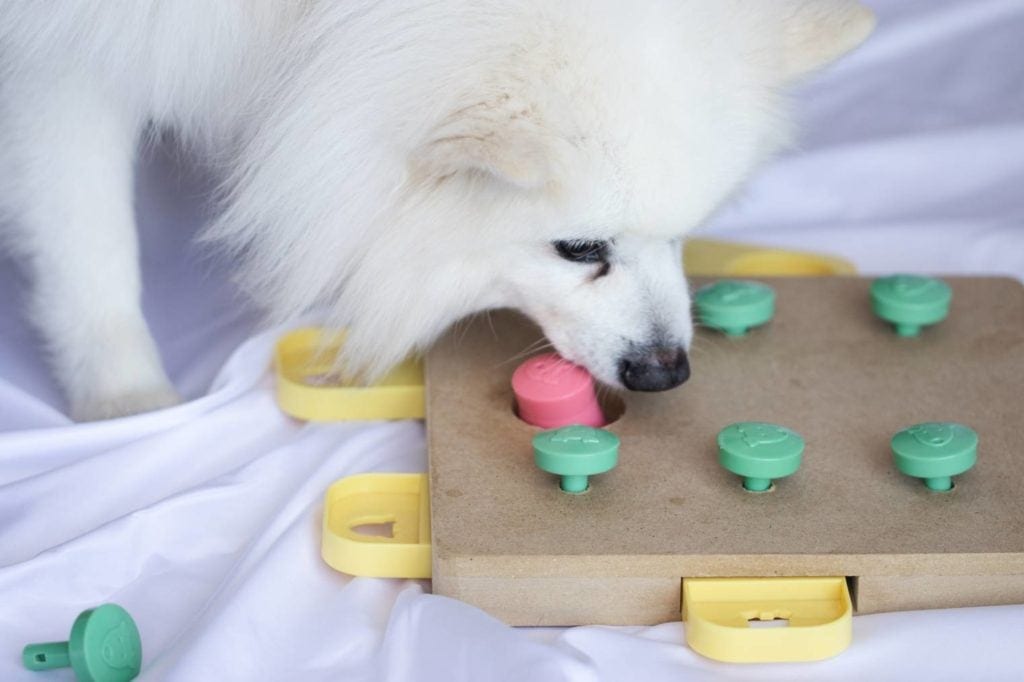 Dog playing PuzzlePaws