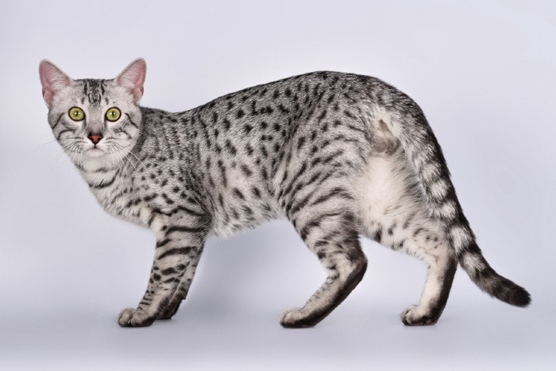 Egyptian Mau Cat Info, Pictures, Care, Traits & Facts | Hepper