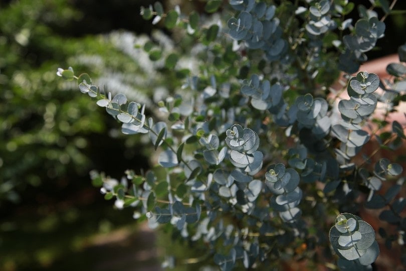 Eucalyptus plant