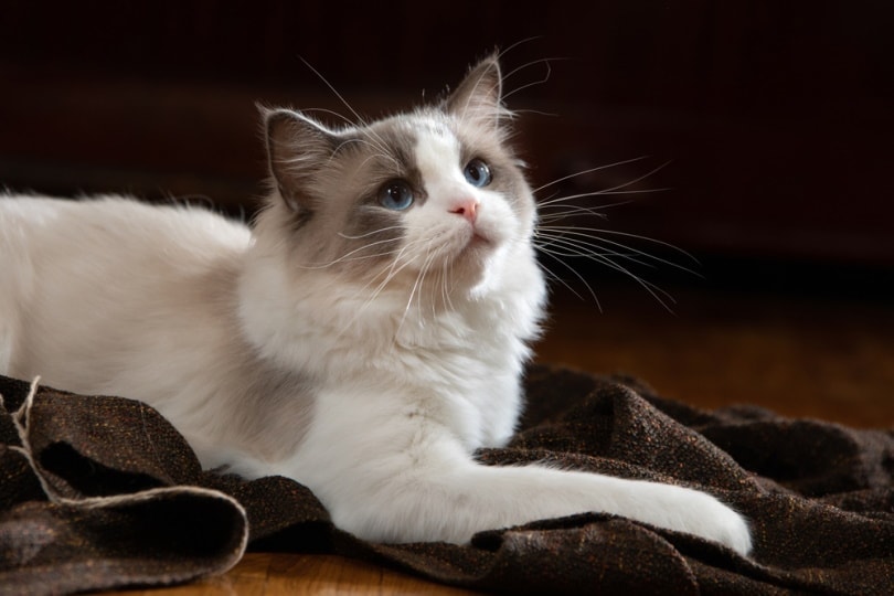 Gato blanco de ojos azules acostado sobre un trapo.