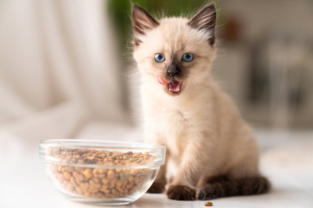 Funny little fluffy kitten eats dry food from a bowl