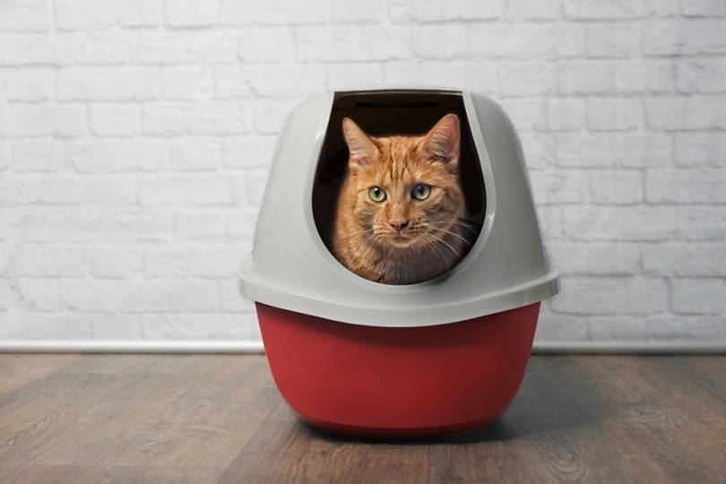 Ginger cat in a litter box