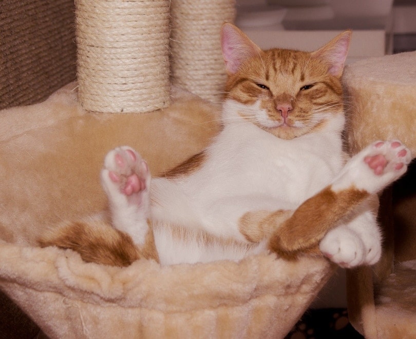 Ginger cat lounging in nice cat tree