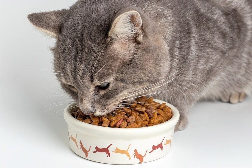 A grey cat eating food from a bowl