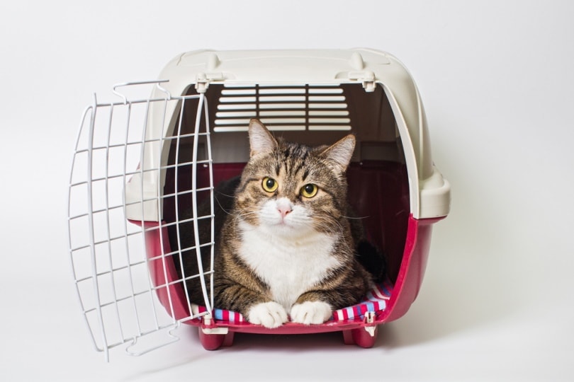 Gray cat inside a travel carrier