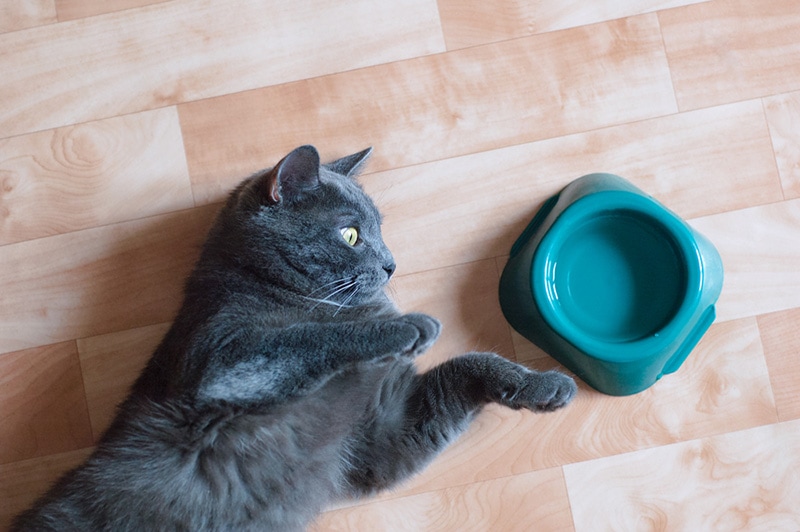 Gray cat on the floor of the room near a bowl of water Gray cat on the floor of the room near a bowl of water