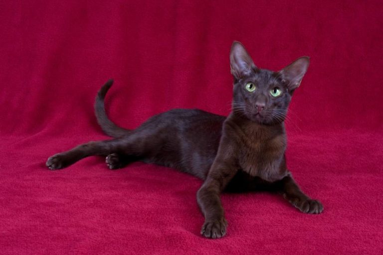 9 Brown Cat Breeds (With Pictures) Hepper