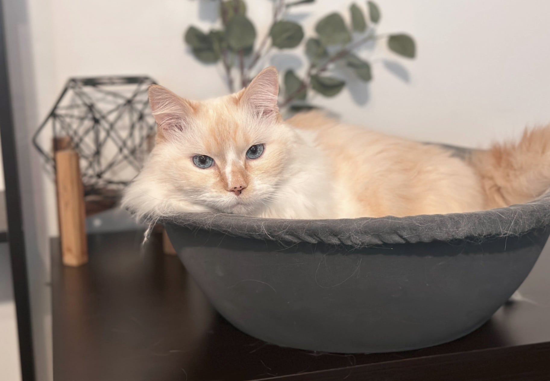 Hepper Nest Cat Bed - cat on a desk