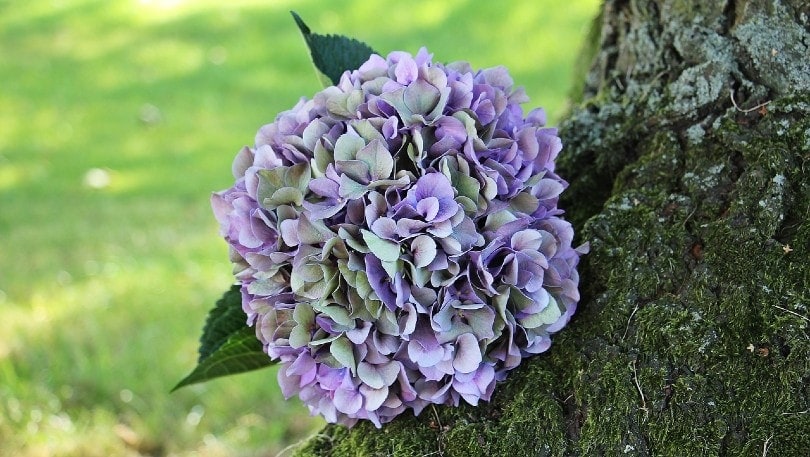 Hydrangea plant