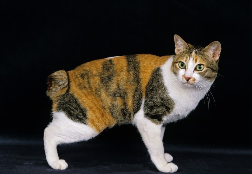 Japanese bobtail cat
