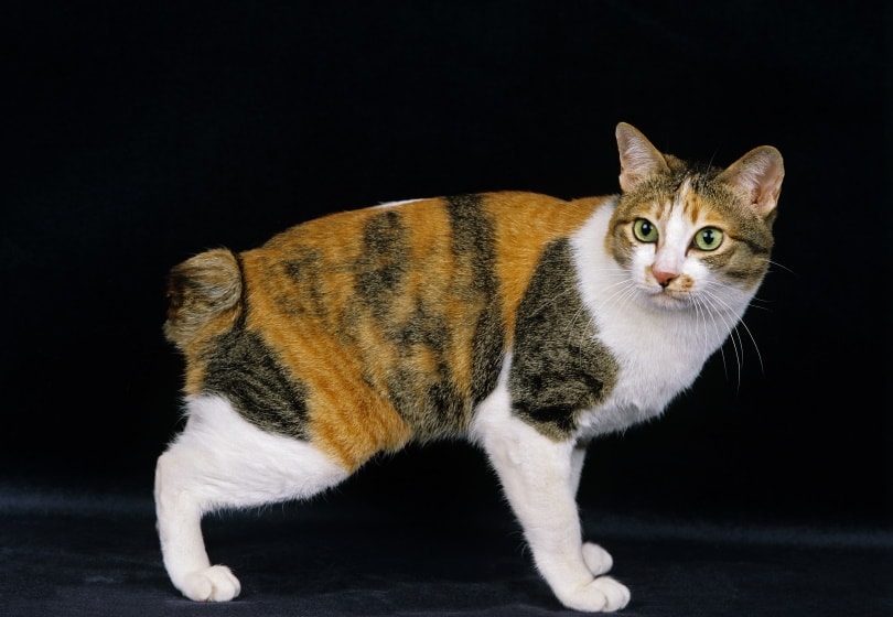 black and white spotted cat with green eyes