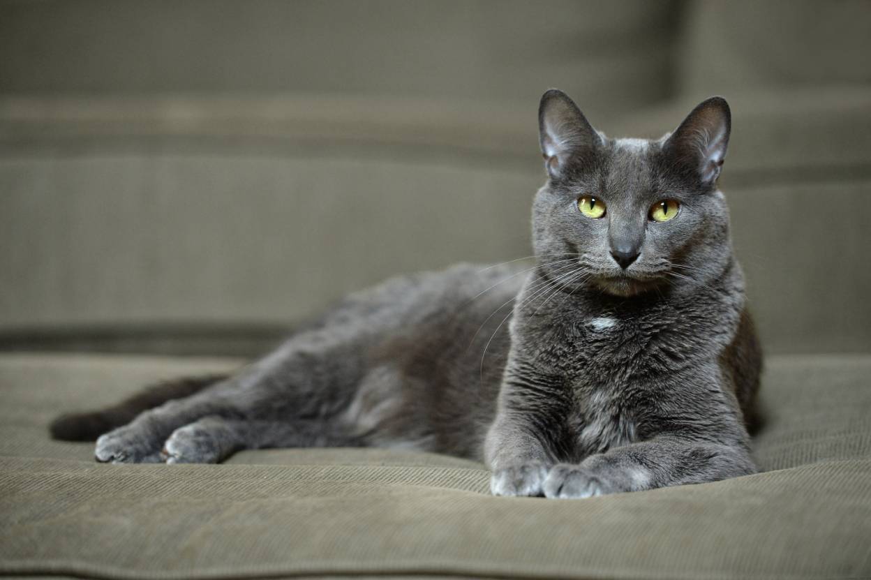 Korat laying on sofa