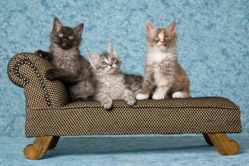 Laperm kittens on couch