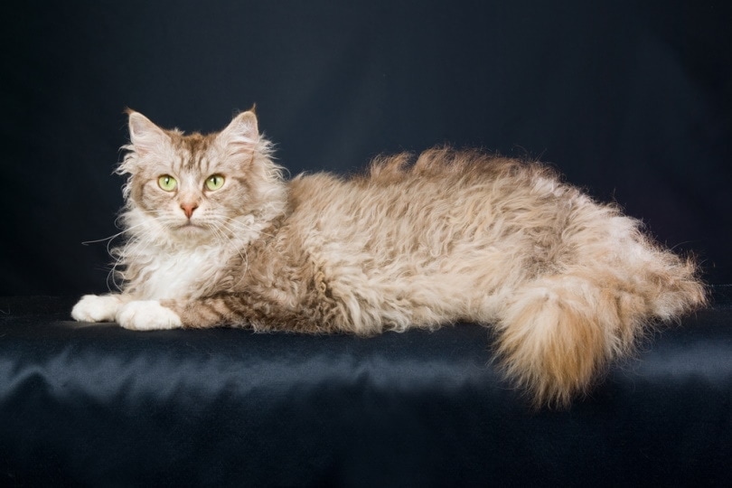 Luscious Locks: 14 Long-Haired Cat Breeds