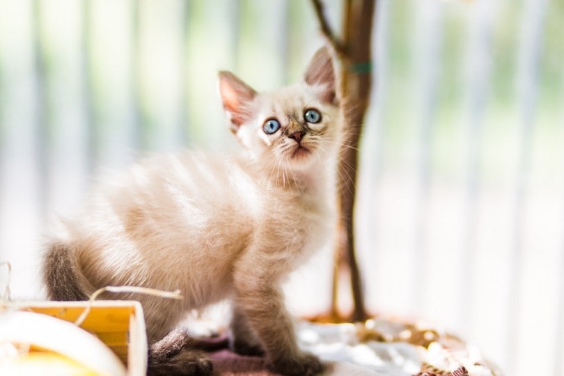 Little tonkinese kitten