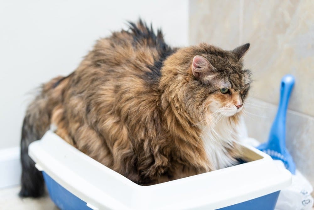 Mèo Maine coon lớn sử dụng khay vệ sinh