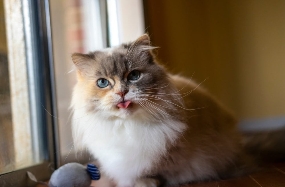 Minuet cat sticking tongue out