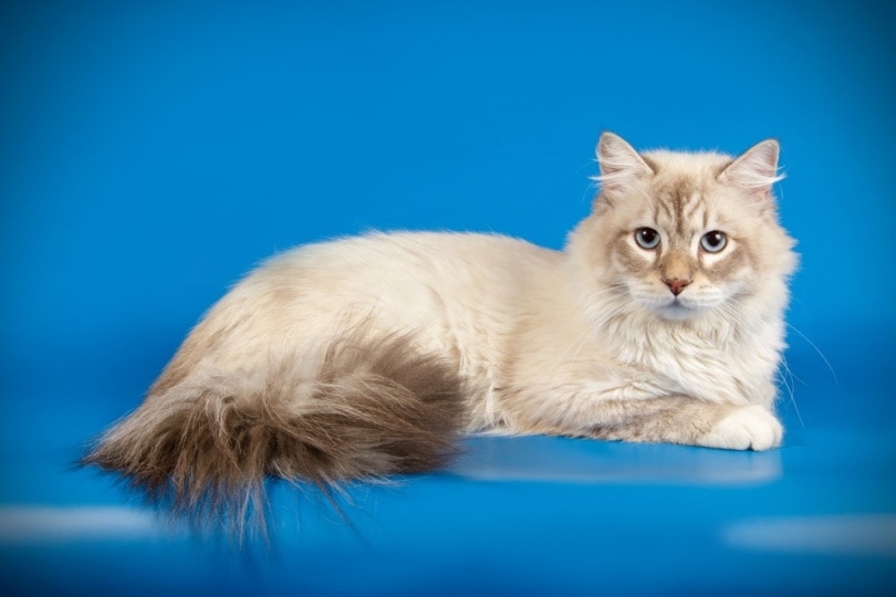 Neva Masquerade cat in shiny blue bench