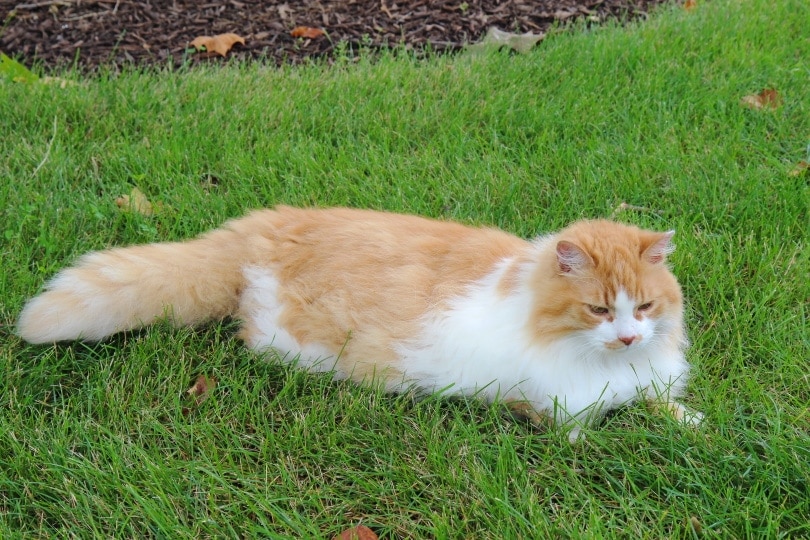 Orange and white domestic longhair cat on grass