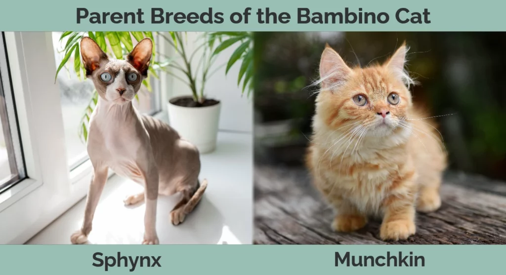 Parent breeds of the Bambino Cat