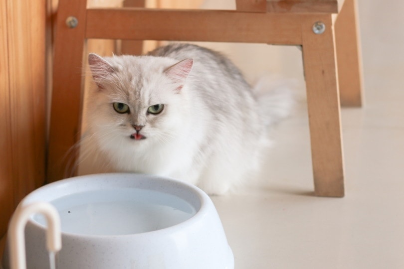 Persian cat near a water fountain