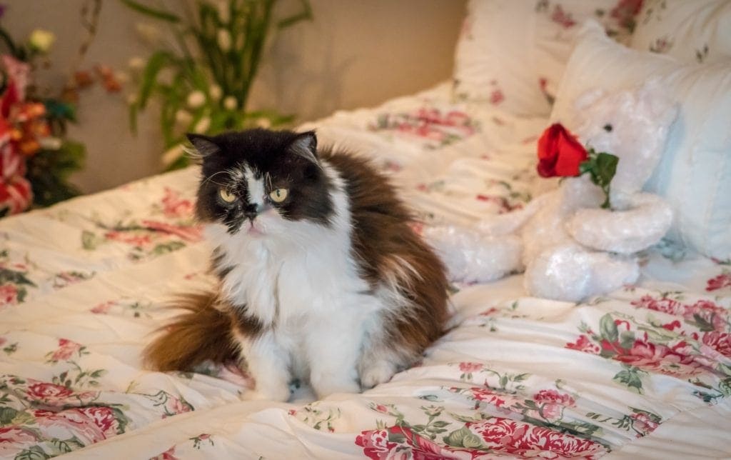 Persian senior cat on the bed