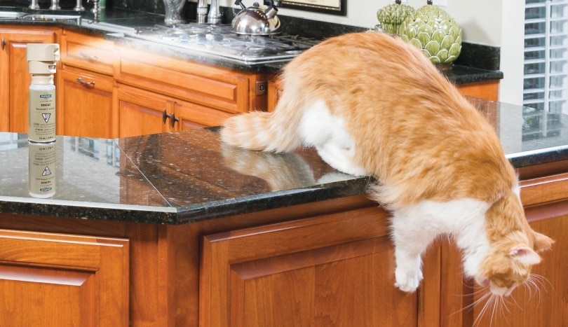 PetSafe SSSCAT Motion-Activated Cat Spray