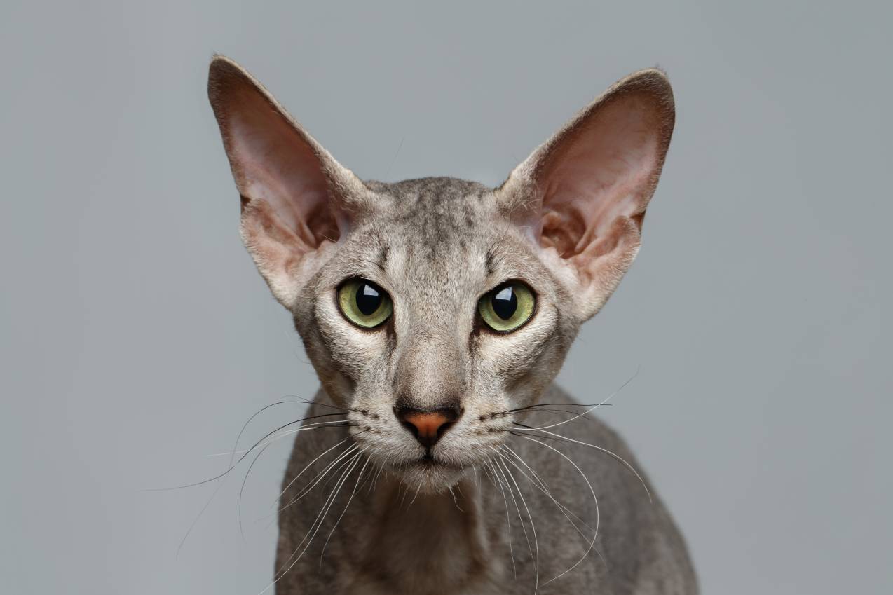 Peterbald close up