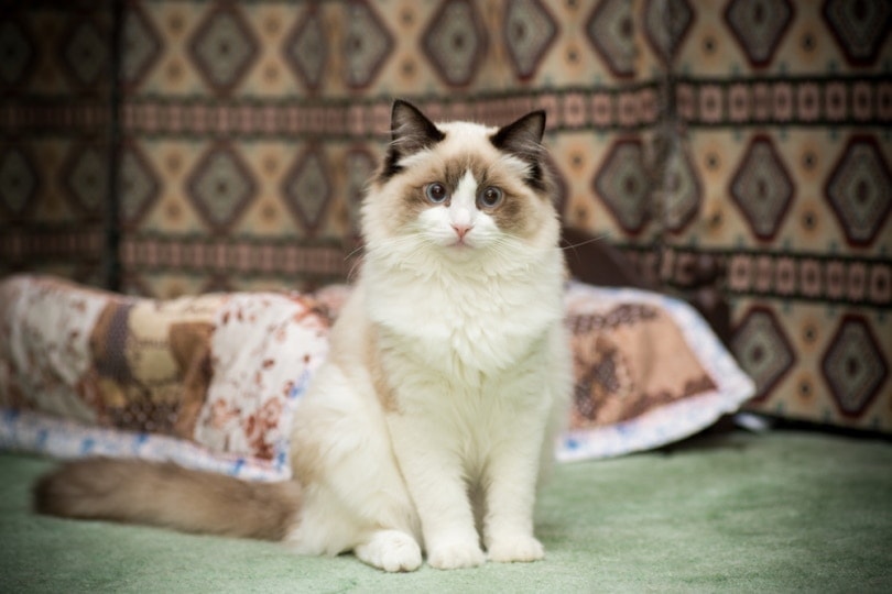 Luscious Locks: 14 Long-Haired Cat Breeds