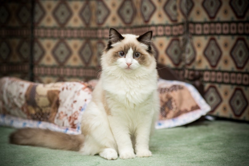 Ragdoll sitting on carpet floor