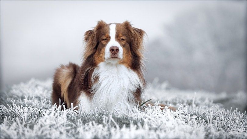 Tris australian shepherd hotsell