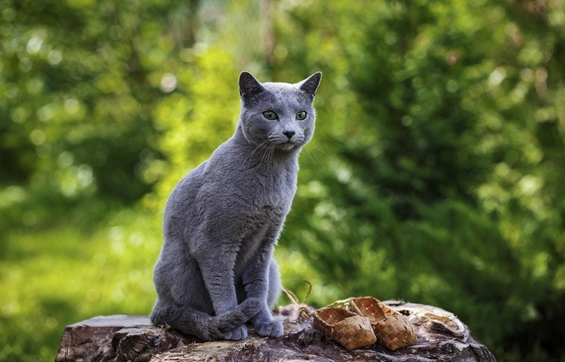 Russian Blue sitting on the rocks