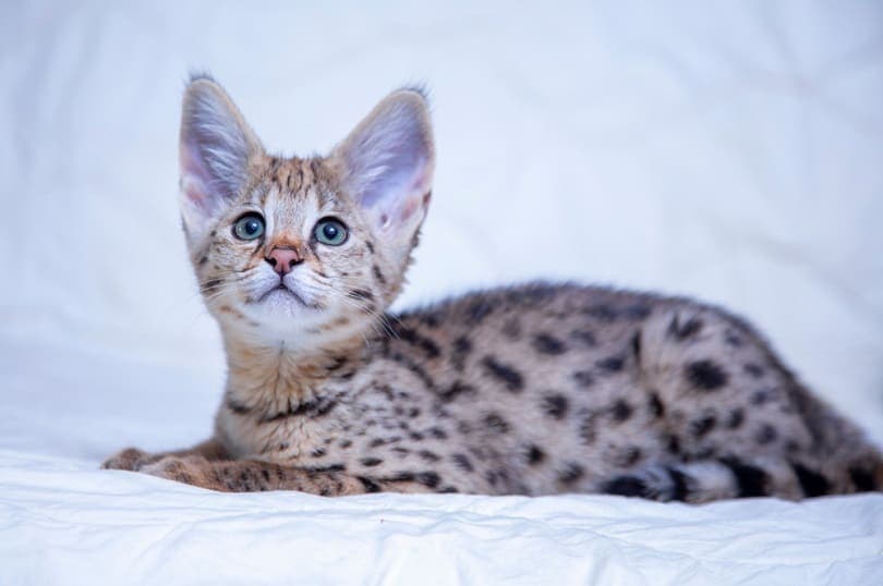 A Savannah F1 kitten