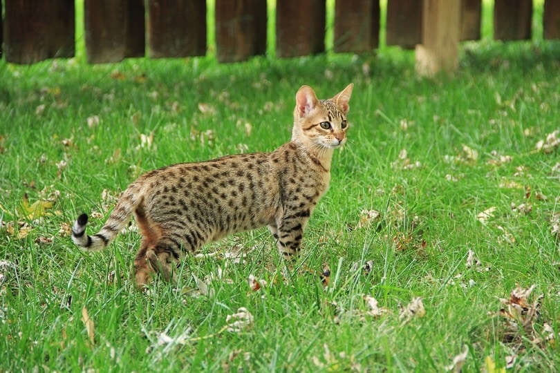 Gato savannah en el césped de su jardín.