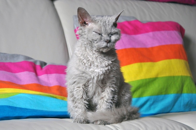 Selkirk rex cat on the bed